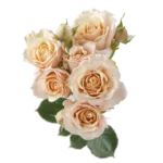 Peach Spray Roses11