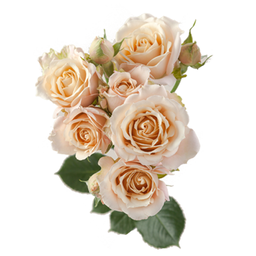 Peach Spray Roses1