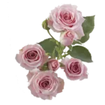 Pink Spray Roses11