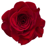 Bulk Red Roses Flower - $1.64 per Stem1