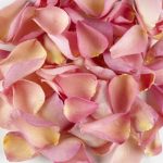 Pink Rose Petals Toronto