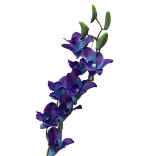 Blue Dendrobium Orchids1