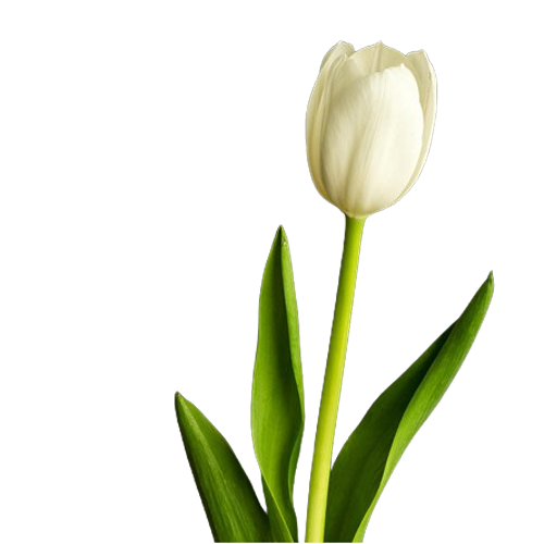 Tulip White1