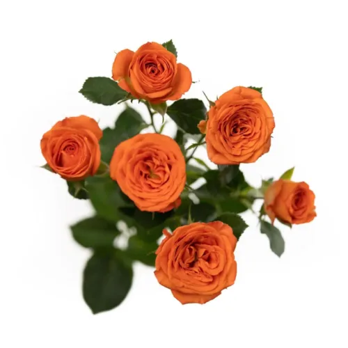 Orange Spray Roses11