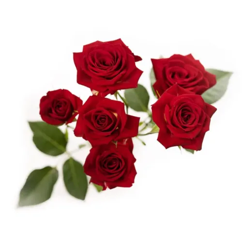 Red Spray Roses11