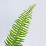 Sword Fern Greens11