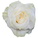 Bulk White Mondial Roses1