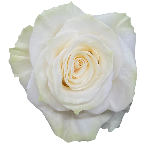 Bulk White Mondial Roses1