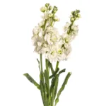 white stock 11