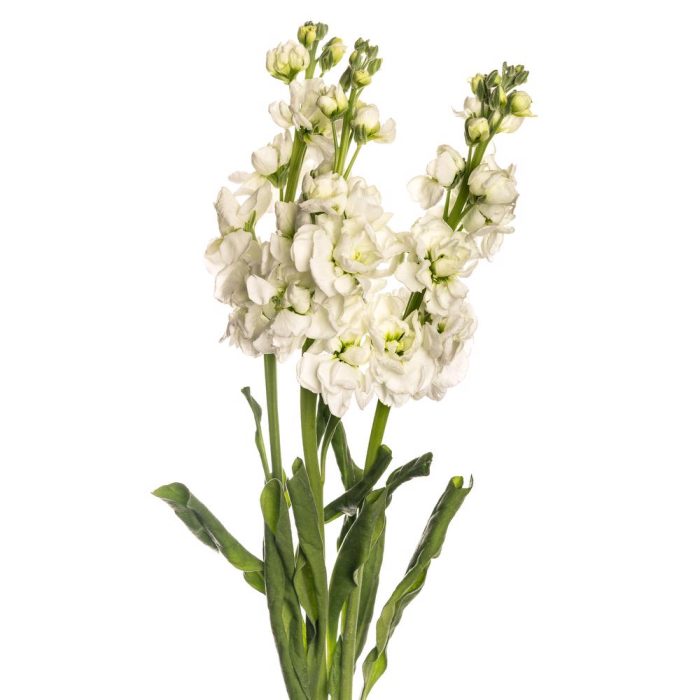 white stock