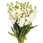 Stock Flower White11