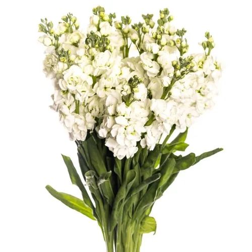 Stock Flower White11