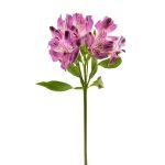 Alstroemeria Peruvian Lily