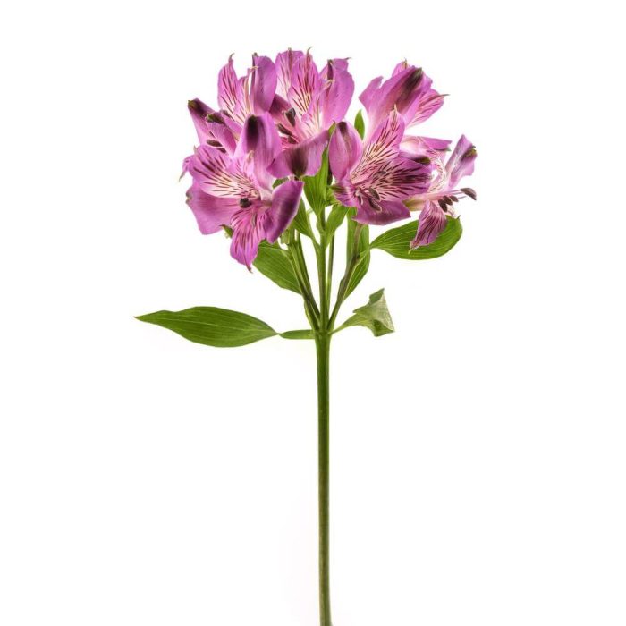 Alstroemeria Peruvian Lily