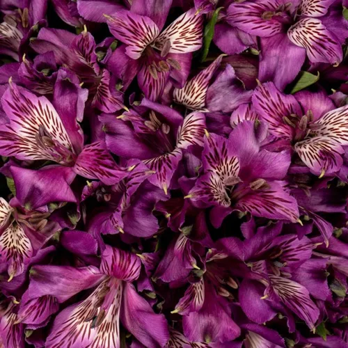 Alstroemeria11