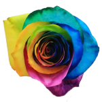 rainbow roses1