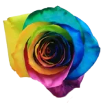 rainbow roses11