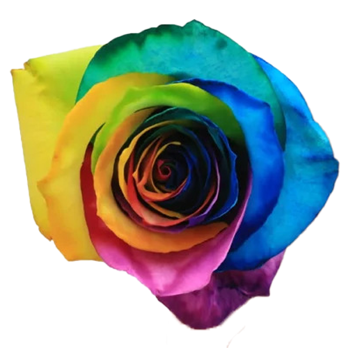 rainbow roses1