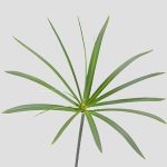 Umbrella Palm Cut Greenery1