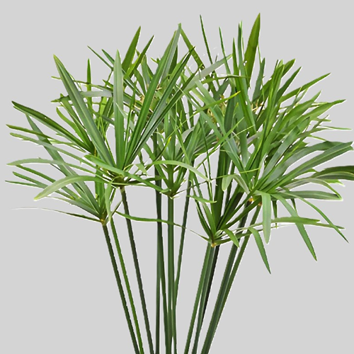 Umbrella Palm Cut Greenery1