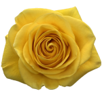 Bulk Yellow Roses1