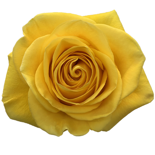Bulk Yellow Roses1