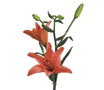 Lily Flower Orange11