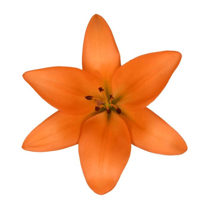 Asiatic Lily Flower Orange