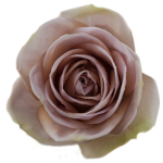 Amnesia Lavender Roses1