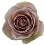 Amnesia Lavender Roses- 25 Stems