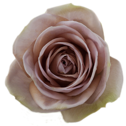 Amnesia Lavender Roses1