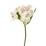 Alstroemeria Peruvian Lily White