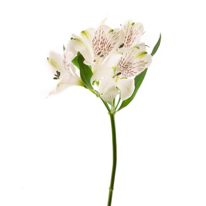 Alstroemeria Peruvian Lily White