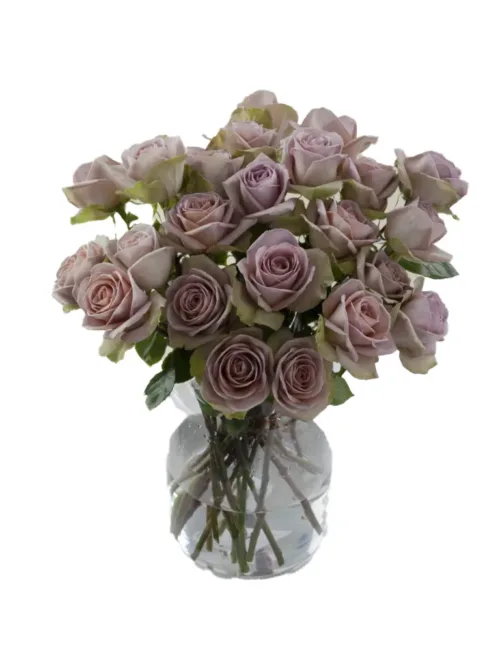 Amnesia Lavender Roses11