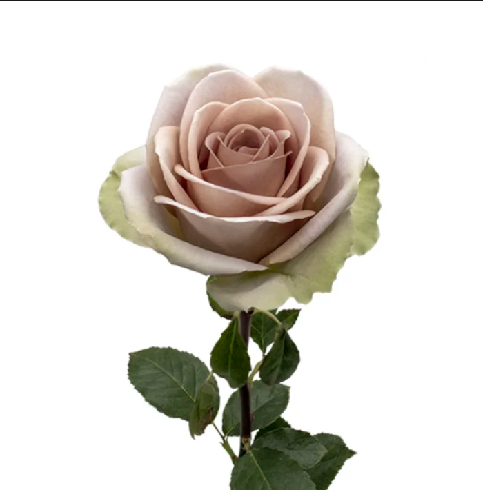 Amnesia Lavender Roses
