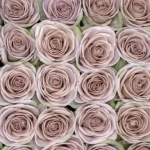 Amnesia Lavender Roses11