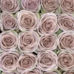 Amnesia Lavender Roses11