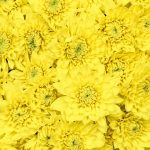 Chrysanthemum Spray Cushion Yellow