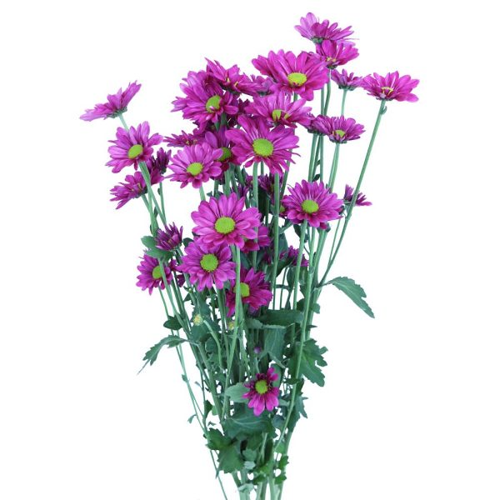 Chrysanthemum Spray Daisy Purple1