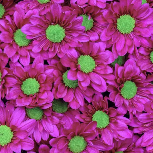 Chrysanthemum Spray Daisy Purple1