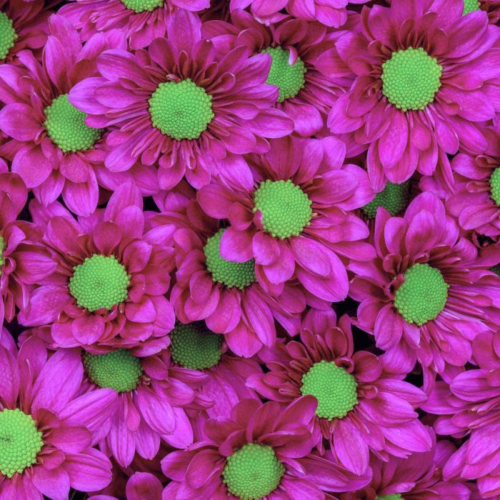 Chrysanthemum Spray Daisy Purple