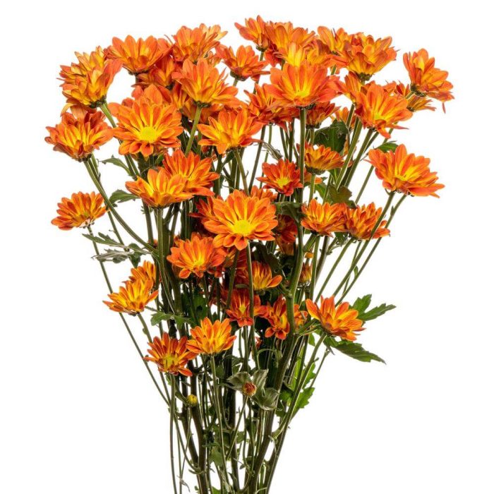 Chrysanthemums fall color