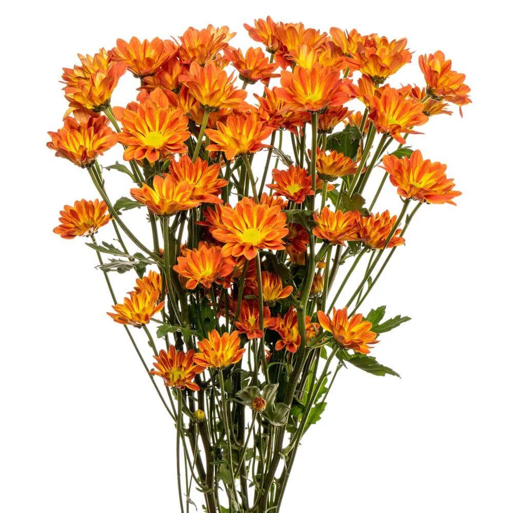 Chrysanthemums_fall_color Chrysanthemums fall color