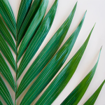 Palm Greens1