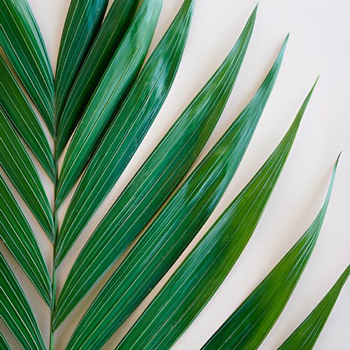 Palm Greens1
