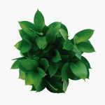 Colombian Ruscus1