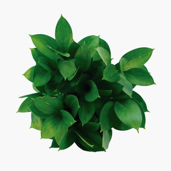 Colombian Ruscus1