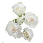 White Spray Roses1