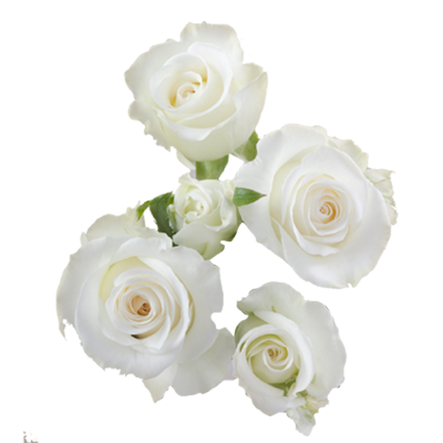White Spray Roses1
