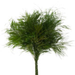 Tiki Tree Fern Greenery1